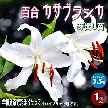 信州産　カサブランカ　白・桃色 楽天市場】造花 とりよせ品 ニューカサブランカ×2 百合 ユリ